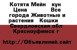 Котята Мейн - кун › Цена ­ 19 000 - Все города Животные и растения » Кошки   . Свердловская обл.,Красноуфимск г.